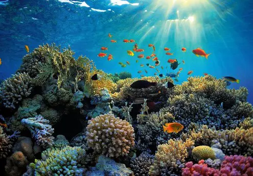 Corals Experience